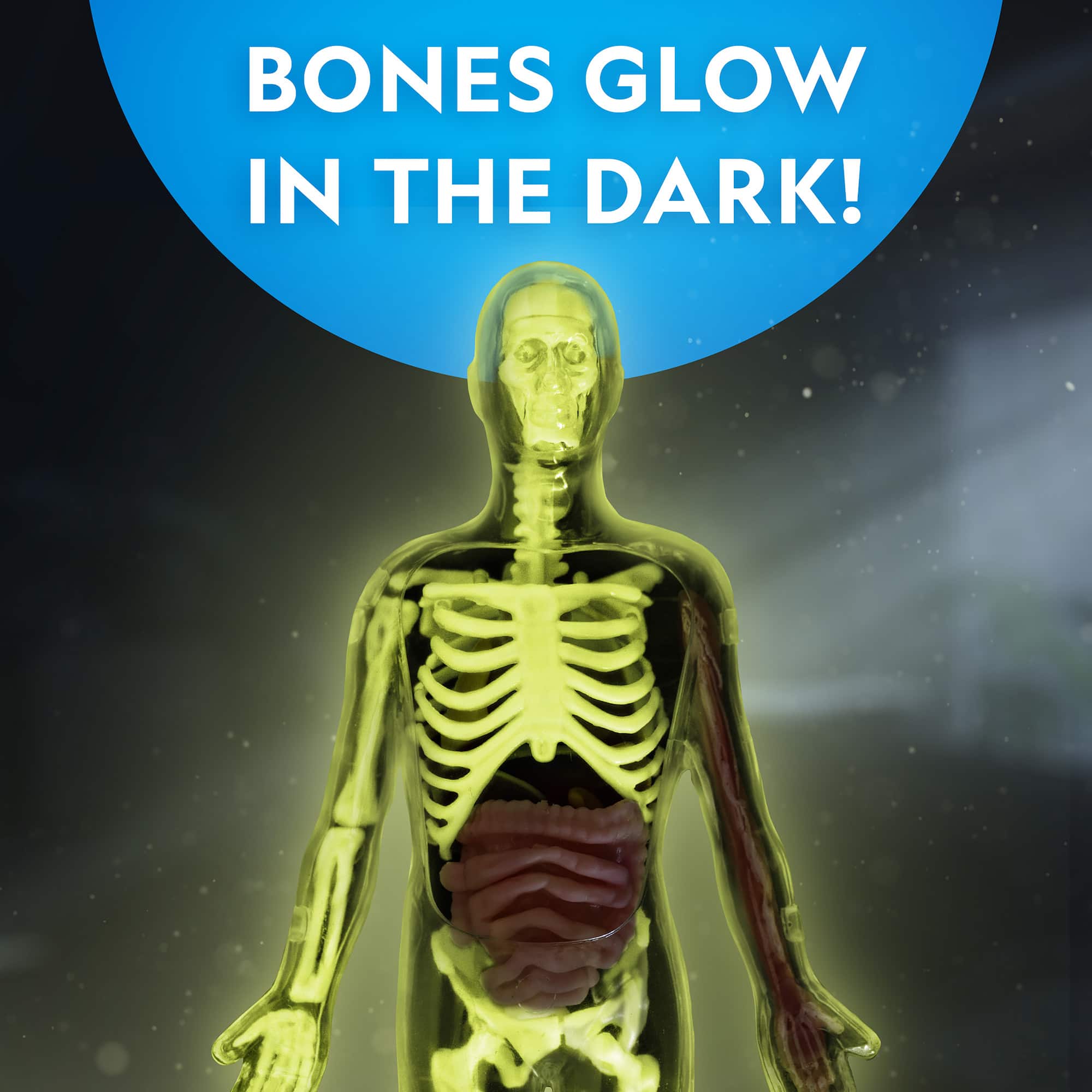 National Geographic™ Glow-in-the-Dark Human Body